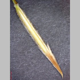 Close View of the Hairy Lemma