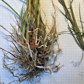 The Tangled Roots of Tanglehead