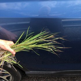 Tanglehead in Hand Shows its Size