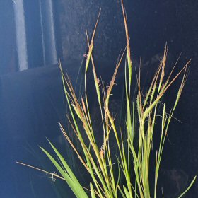 Heteropogon contortus Spike