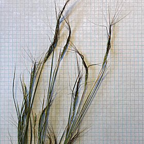 Tanglehead Seedheads