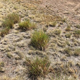 Field view of Hilaria jamesii or Galleta