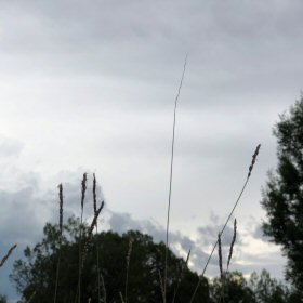 Cloudy Day Field View