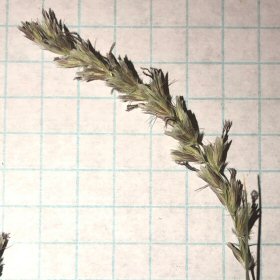 Close View Reveals Fascicles