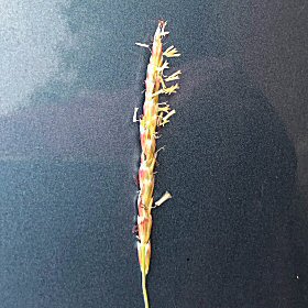 Pink Seedhead in Anthesis