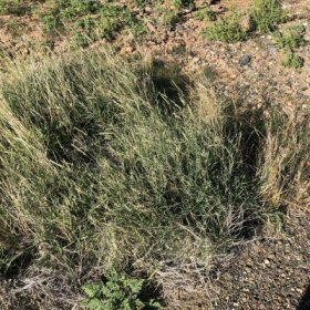 A wild patch of Tobosagrass