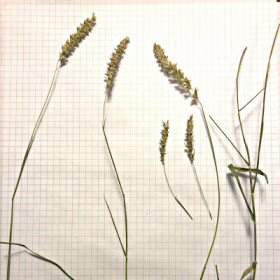 Closer View of Foxtail