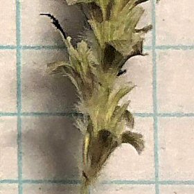 Foxtail versus Squirreltail