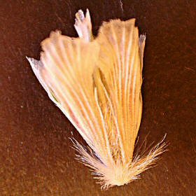 Tobosagrass Fascicle