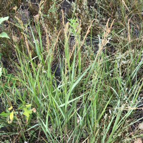 Field view of Hopia obtusa