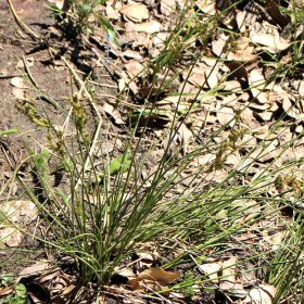 Basal View of Grass Blades
