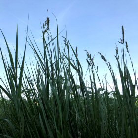 View of Vine Mesquite in the Field.