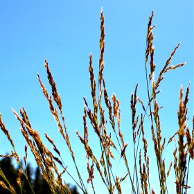 A Stand of Vine Mesquite