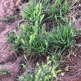 A wild patch of Wall Barley