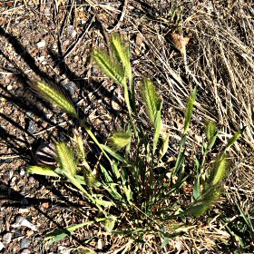 Another View of Wall Barley
