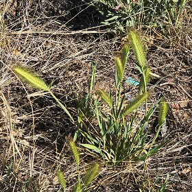 Close-up of Foxtail Seedheads