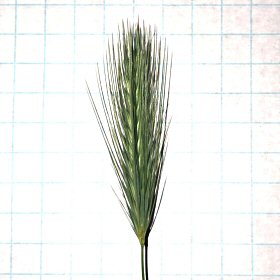 Foxtail versus Squirreltail