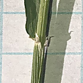 Foxtail versus Squirreltail