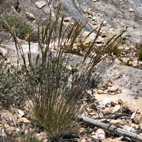 Reddish Spike-like Panicles of Junegrass
