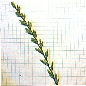 Lolium perenne Spike