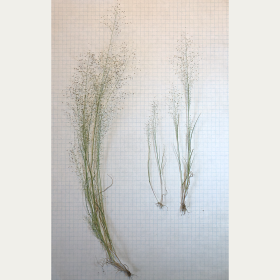 Three Whole Plants of Marshland Muhly