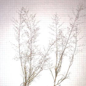 Spikelets Contain the Entire Reproductive System