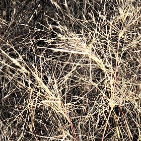 Bunched Branches and Short Leaves