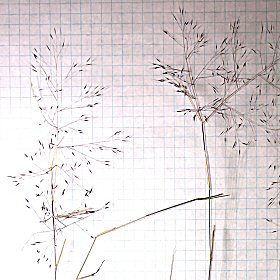 A Bunch of Marshland Muhly in the Hand