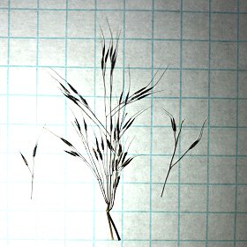 Three Whole Plants of Marshland Muhly