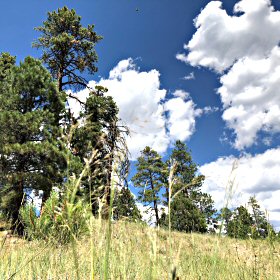 Field View of Mat Muhly