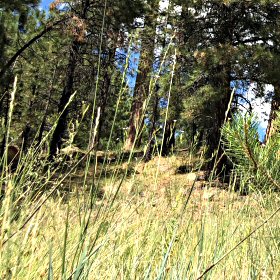 Muhlenbergia richardsonis is Mat-forming