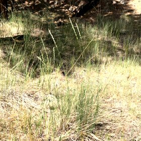 Condensed Narrow Panicles