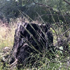 Narrow Spike of Deergrass
