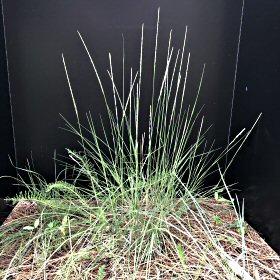 Deergrass Spike