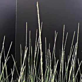 Large Panicle