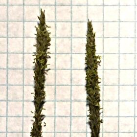 Close View of Spikelets