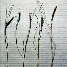 Sometimes the Seedheads Are Shorter