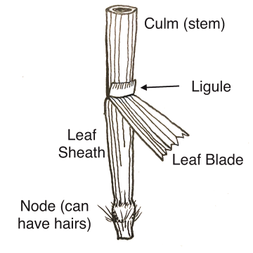 The Tongue-like Ligule