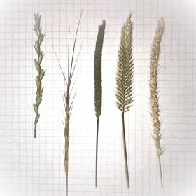 Shows a variety of grass spikes