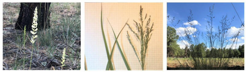 Shows a variety of grass panicles