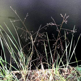 View of Sparce Branches