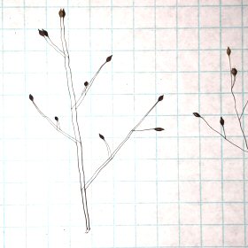 Closer View of the Seedheads