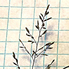 Lovegrass Panicle