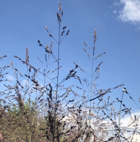 Inflorescence View of Switchgrass