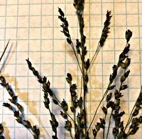 Close View of Spikelets
