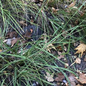 Field view of Paspalum dilatatum or Dallis Grass