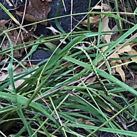 Two Panicle Branches