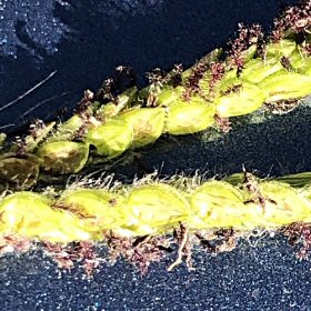 Spikelets with Purple Stigmas