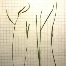 The Leaves are Long.