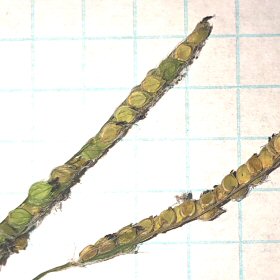 Old Branches of Dallis Grass